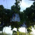 Grapes on a vine Grapes on a vine