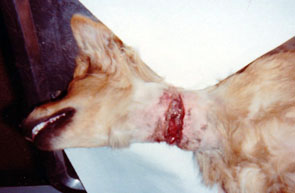 This pic shows the pup's throat after the hair was shaved away and the wound was cleaned.  