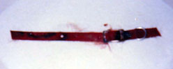 This is the collar that did all that damage.  A simple, ordinary, red nylon puppy collar