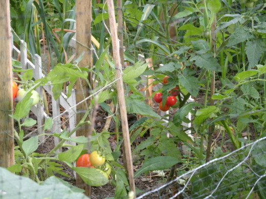 My tomatoes ripening on the vine.