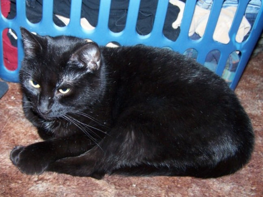 Cio Cio relaxes in my bedroom near laundry basket