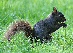 Black Squirrel