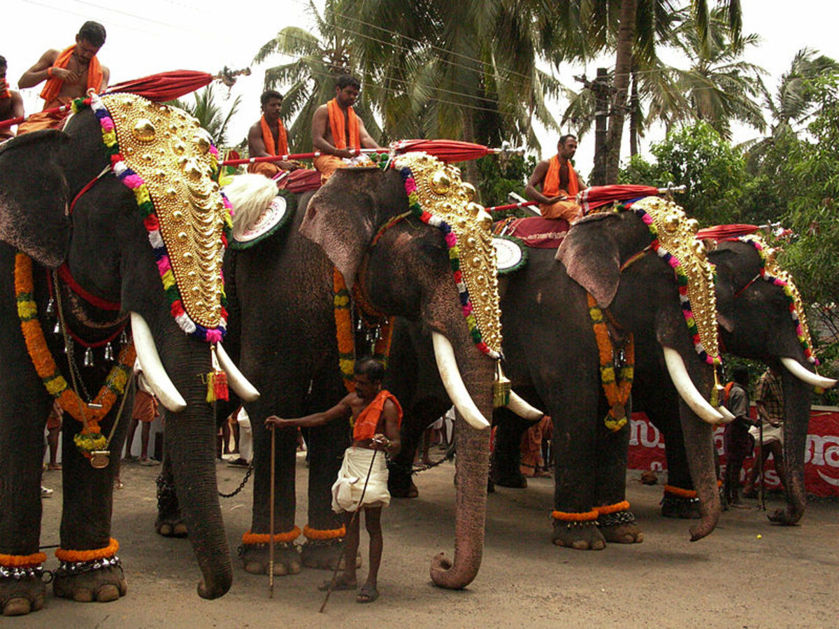 Elephants in accouterments 