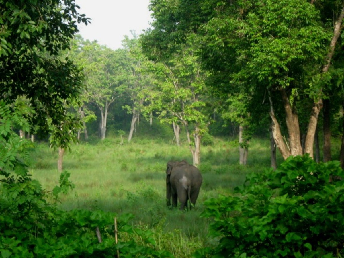 An elephant in Muthanga Forest, a danger one if roaming alone.