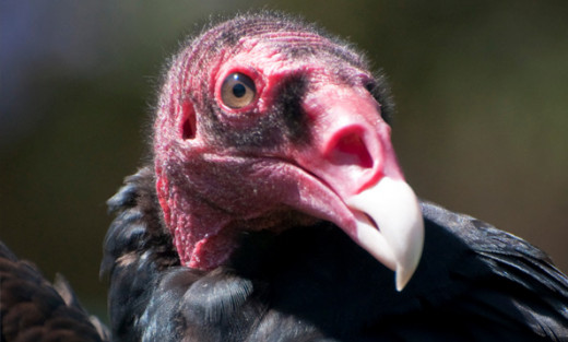 Turkey Vulture Head--note the large nostrils for detecting scent at great distances.