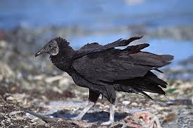 Black Vultures have dark bodies, grey heads and legs.