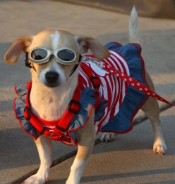 Dog Sun Tan Lotion, is it Necessary?