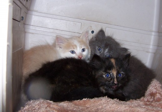 Kittens in carrier