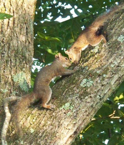 You see a squirrel can hide in his tree, but sheep are just out there in the fields , their wool absorbing more and more rain.?