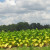 We also passed numerous fields of tobacco, that we worked with as children in order to help support the family. 