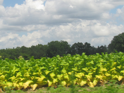 We also passed numerous fields of tobacco, that we worked with as children in order to help support the family. 