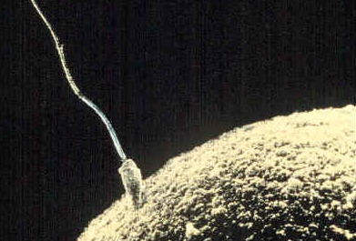 A male sperm has made its way through the dangers of the vagina and uterus up into a fallopian tube to penetrate a female egg.