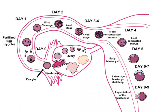 This diagram shows the route travelled by a zygote (fertilized egg) through the Fallopian tube on its way to the uterus. Note that the zygote has already started growing.
