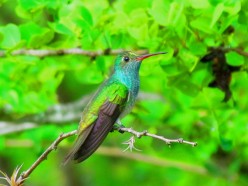 Birding and Birdwatching Facts