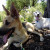 The boys, dog tired after a big walk The boys, dog tired after a big walk