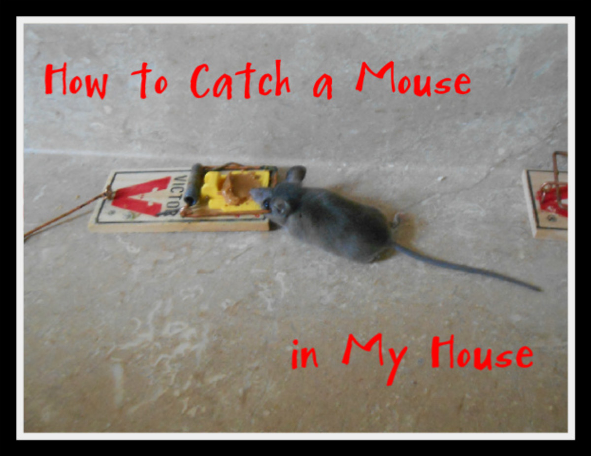 The Best Ways to Catch a Mouse 