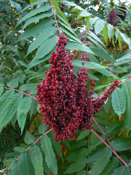 Sumac berries