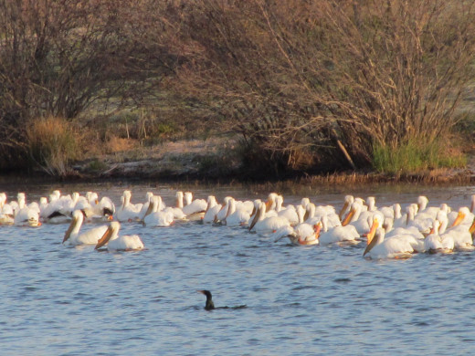 American White Pelicans and a double-breasted black cormorant  