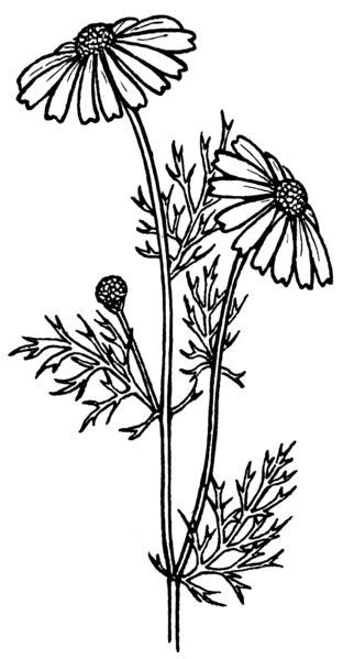 Feverfew is a natural herb that has been used as to cure headaches in the past.