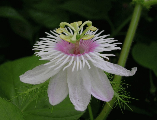 Passion flower has been used to naturally treat anxiety.