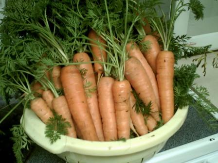 These are Napoli carrots that we grew and harvested. 
