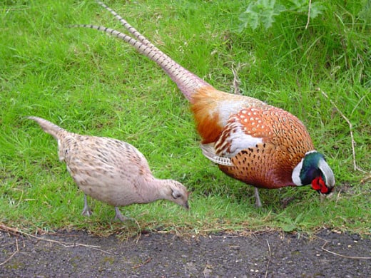 Male and Female Pheasant foraging on the side of the road by the ditch.
