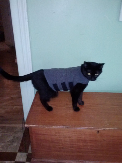 Cio Cio in Thundershirt right side showing