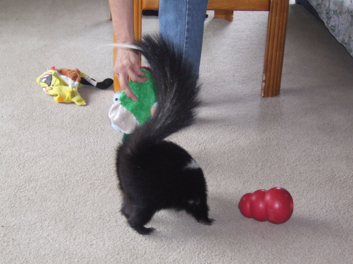 Pui Pui, a rehabilitated skunk that could not be released 