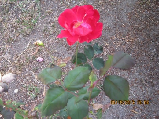 Red rose taken by Victoria Moore