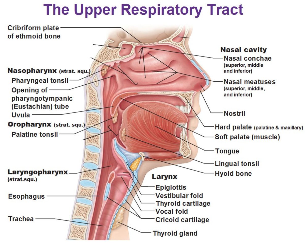 Non-Respiratory Functions of the Respiratory System | Owlcation