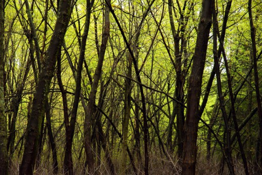 Lost in a forest of unknown horrors