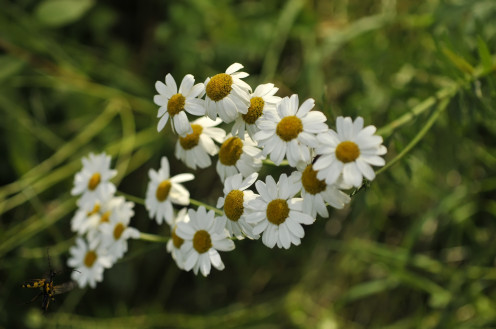 Chamomile is used to soothe and relax your teething baby.