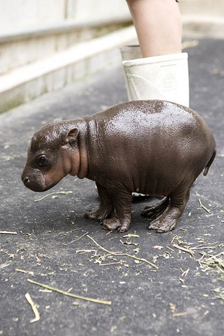 The unique Pygmy Hippo is an example of one of the many endangered species of the Guinea Forest