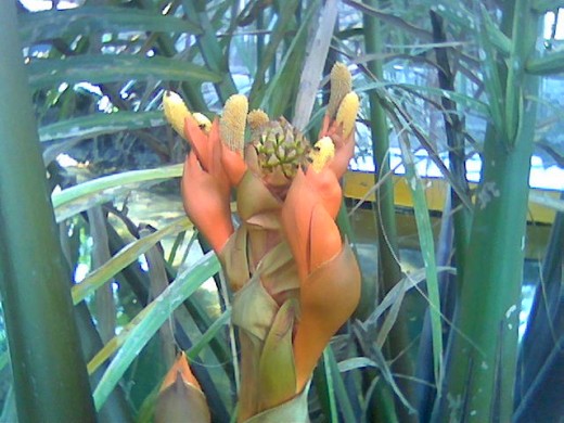 Nipa, is a palm suited for salty area. Nipa wine is one of the sweetest wine in the world.  Its philippine name is "tuba"