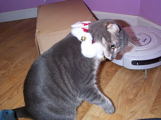 Jasmine trying to remove Christmas collar. She hated it, I took it off.