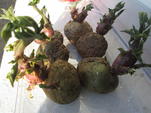 These are an example of 'chitted' potatoes. You can see the small sprouts emerging from the potatoes.