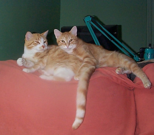 On left, Zeke, on right, Blaze
