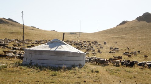 A herd of sheep and goats drift through a camp at White Lake