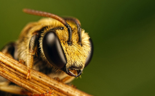 Micro photography