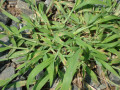 Vinegar to Kill Weeds