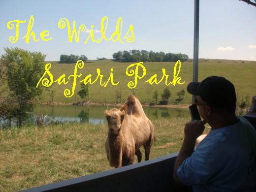 Sit in the comfort of a shaded safari bus and see beautiful, exotic and endangered animals at The Wilds in Cumberland, Ohio.