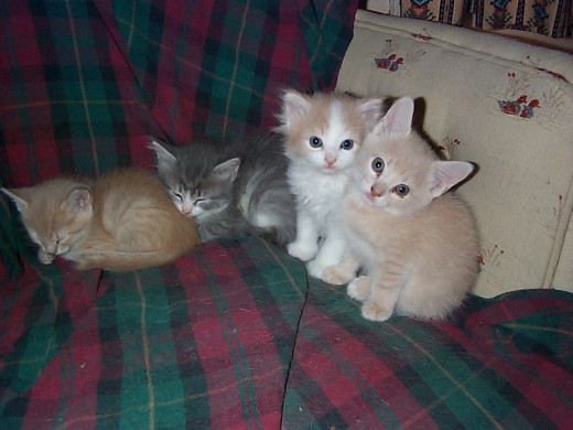 Left to right: Victoria, Paris, Washington and Vienna