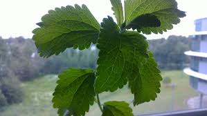 Try stevia, the best natural sweetener.