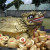 Turtle sculpture in the grounds of Kuang Im Temple Turtle sculpture in the grounds of Kuang Im Temple