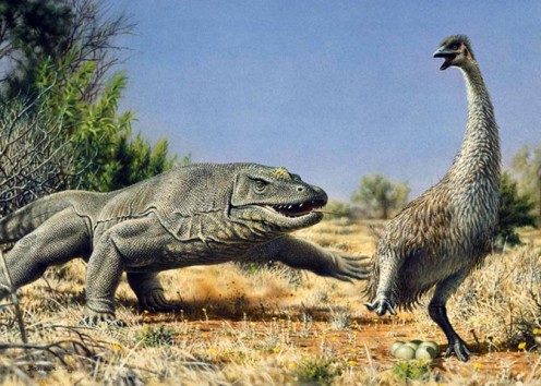 Megalania pursues Genyornis.