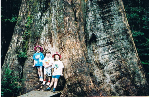 Ada Tree - still standing, around 300 years old and much admired