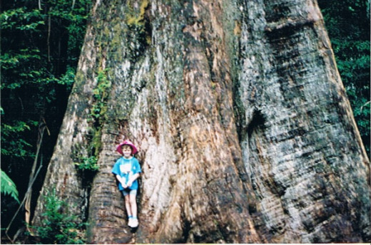 The Ada Tree