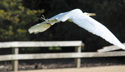 An egret's wing span is longer than its body