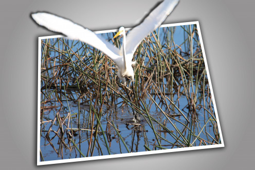 From the front, an egret's neck is wafer thin