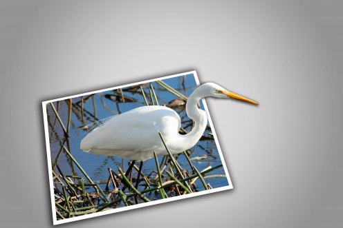A postcard perfect egret